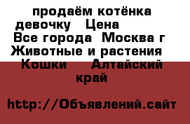 продаём котёнка девочку › Цена ­ 6 500 - Все города, Москва г. Животные и растения » Кошки   . Алтайский край